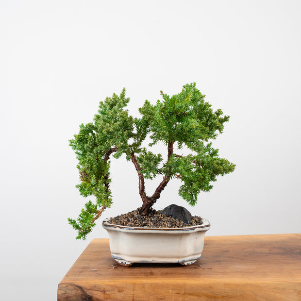 Japanese Juniper-Simply Bonsai-[Bonsai NZ]-[Buy bonsai NZ]-[Bonsai Tree NZ]-Simply Bonsai NZ