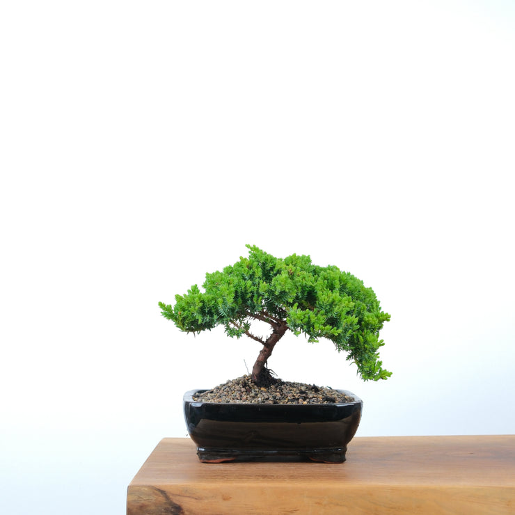 Japanese Juniper-Simply Bonsai-[Bonsai NZ]-[Buy bonsai NZ]-[Bonsai Tree NZ]-Simply Bonsai NZ
