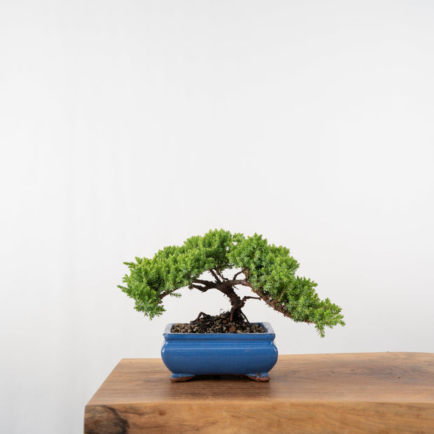 Japanese Juniper-Simply Bonsai-[Bonsai NZ]-[Buy bonsai NZ]-[Bonsai Tree NZ]-Simply Bonsai NZ