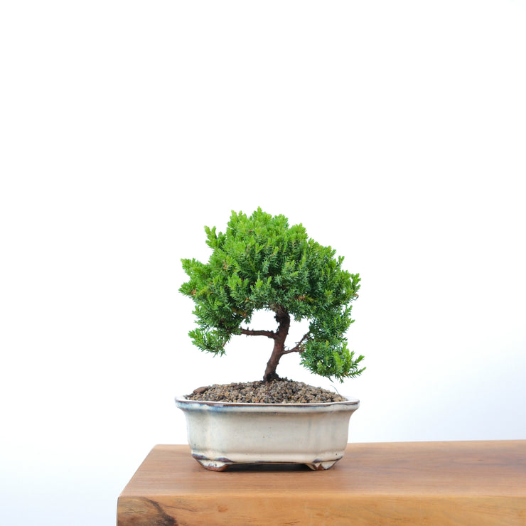 Japanese Juniper-Simply Bonsai-[Bonsai NZ]-[Buy bonsai NZ]-[Bonsai Tree NZ]-Simply Bonsai NZ