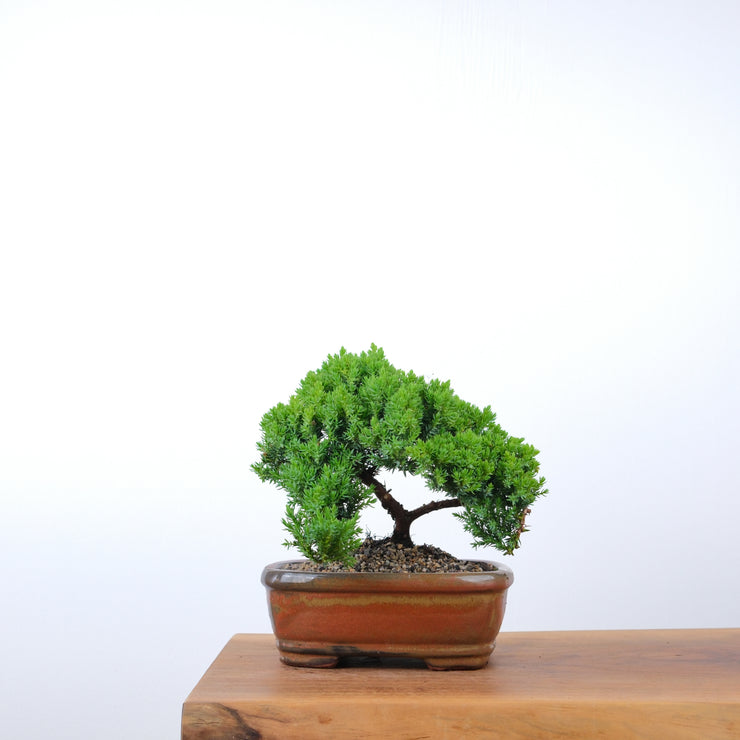 Japanese Juniper-Simply Bonsai-[Bonsai NZ]-[Buy bonsai NZ]-[Bonsai Tree NZ]-Simply Bonsai NZ