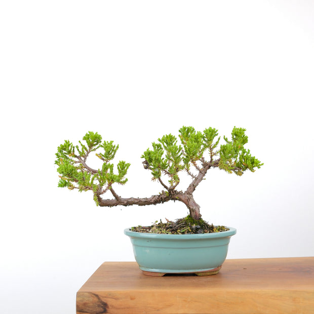 Japanese Juniper-Simply Bonsai-[Bonsai NZ]-[Buy bonsai NZ]-[Bonsai Tree NZ]-Simply Bonsai NZ