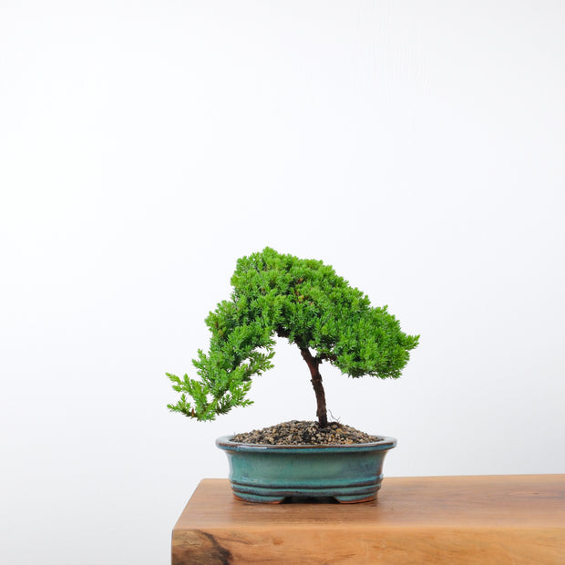 Japanese Juniper-Simply Bonsai-[Bonsai NZ]-[Buy bonsai NZ]-[Bonsai Tree NZ]-Simply Bonsai NZ