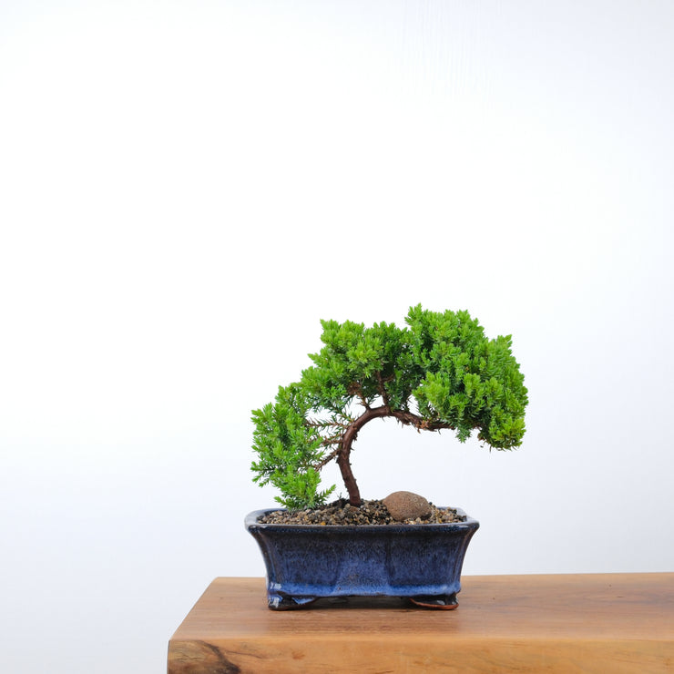 Japanese Juniper-Simply Bonsai-[Bonsai NZ]-[Buy bonsai NZ]-[Bonsai Tree NZ]-Simply Bonsai NZ