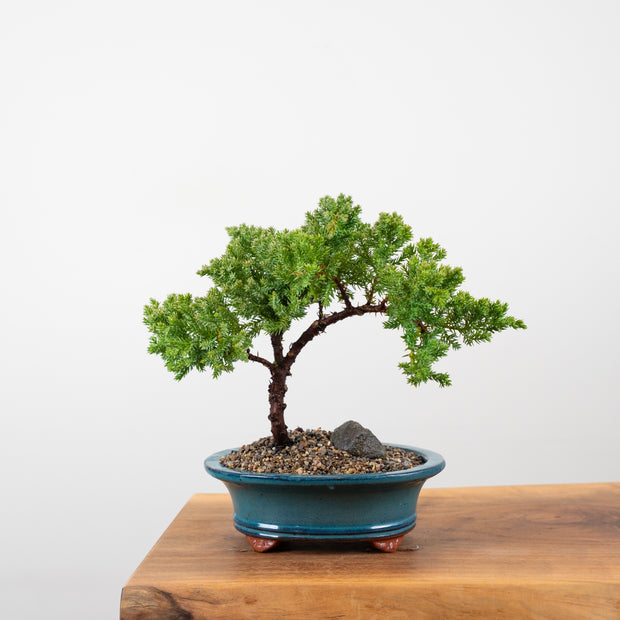 Japanese Juniper-Simply Bonsai-[Bonsai NZ]-[Buy bonsai NZ]-[Bonsai Tree NZ]-Simply Bonsai NZ
