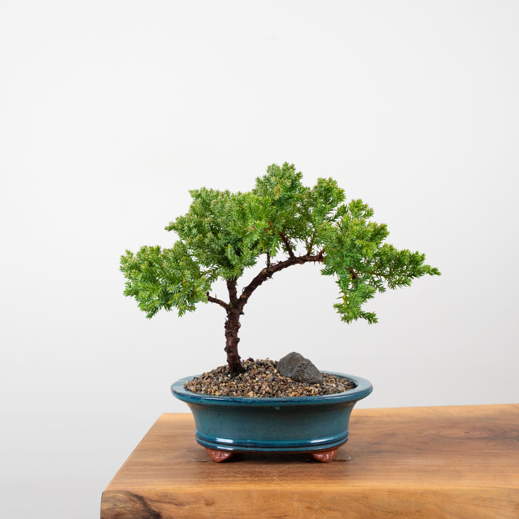 Japanese Juniper-Simply Bonsai-[Bonsai NZ]-[Buy bonsai NZ]-[Bonsai Tree NZ]-Simply Bonsai NZ