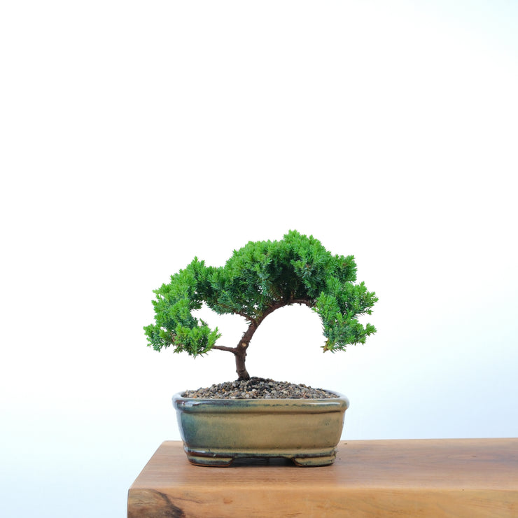 Japanese Juniper-Simply Bonsai-[Bonsai NZ]-[Buy bonsai NZ]-[Bonsai Tree NZ]-Simply Bonsai NZ
