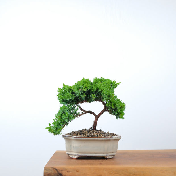 Japanese Juniper-Simply Bonsai-[Bonsai NZ]-[Buy bonsai NZ]-[Bonsai Tree NZ]-Simply Bonsai NZ