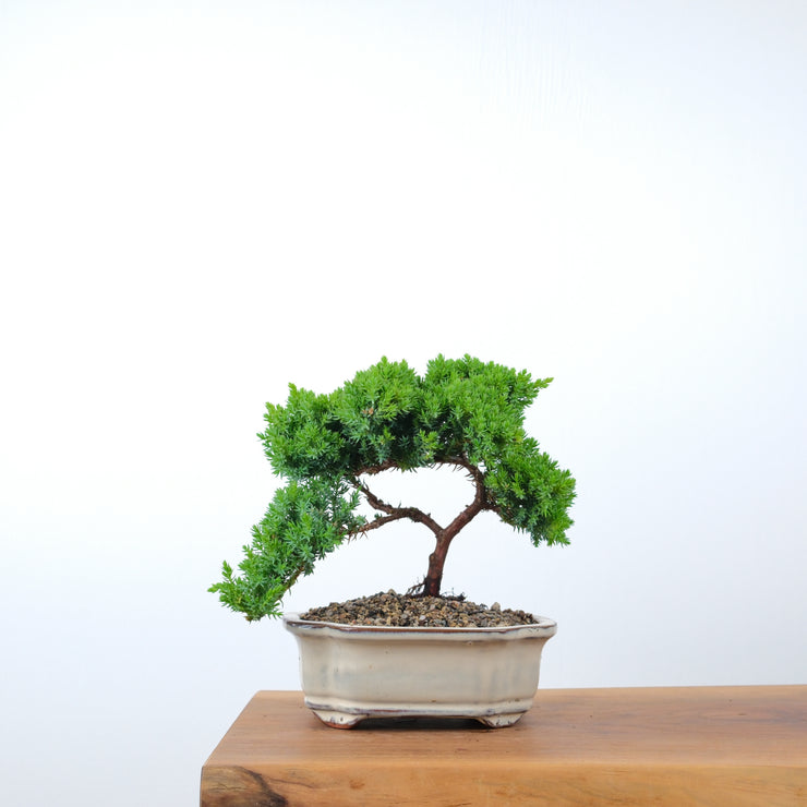 Japanese Juniper-Simply Bonsai-[Bonsai NZ]-[Buy bonsai NZ]-[Bonsai Tree NZ]-Simply Bonsai NZ