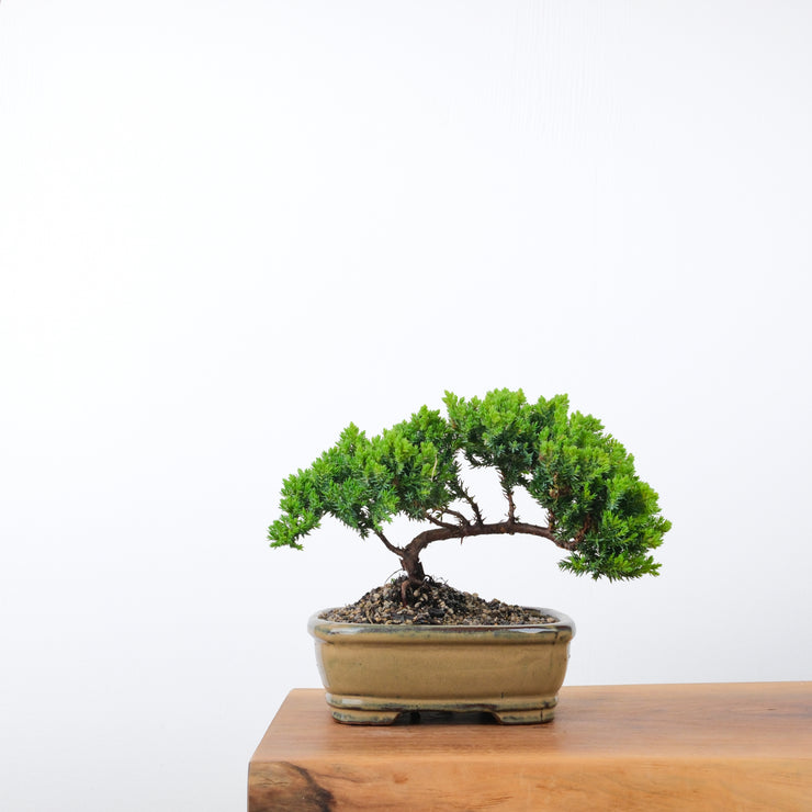 Japanese Juniper-Simply Bonsai-[Bonsai NZ]-[Buy bonsai NZ]-[Bonsai Tree NZ]-Simply Bonsai NZ