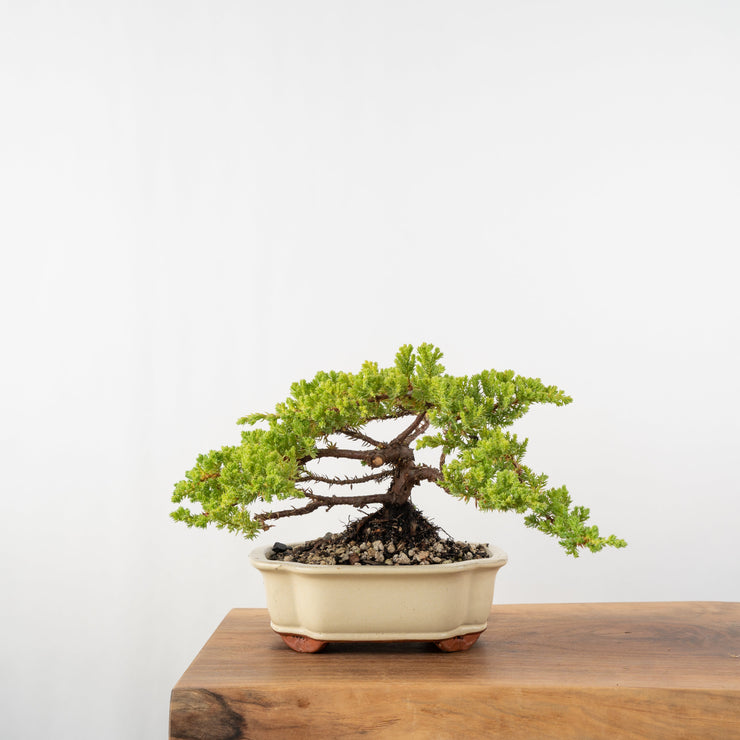 Japanese Juniper-Simply Bonsai-[Bonsai NZ]-[Buy bonsai NZ]-[Bonsai Tree NZ]-Simply Bonsai NZ