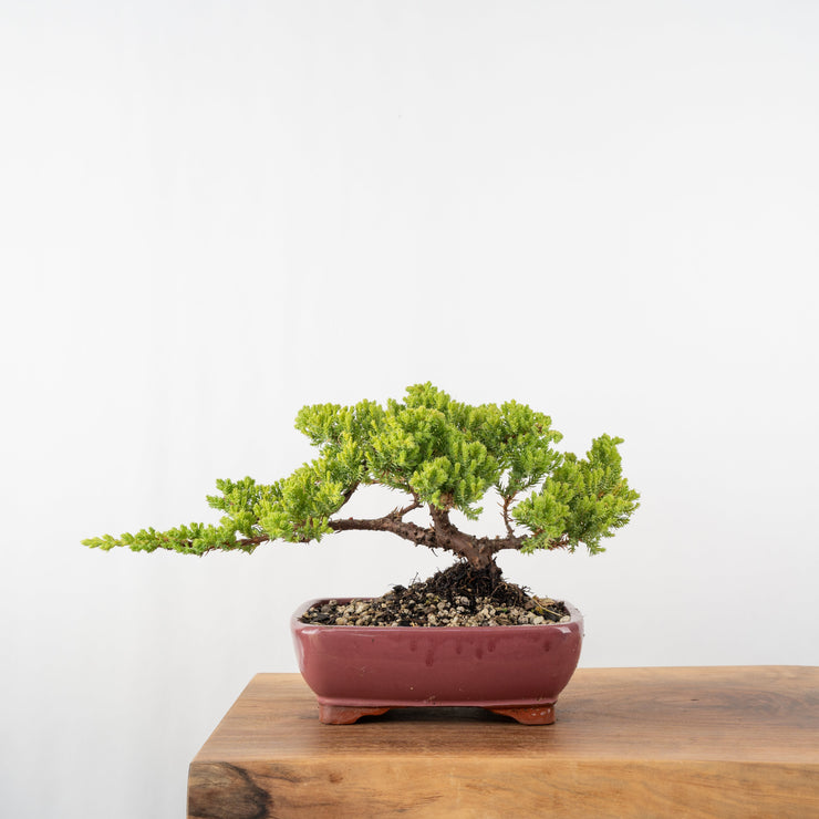 Japanese Juniper-Simply Bonsai-[Bonsai NZ]-[Buy bonsai NZ]-[Bonsai Tree NZ]-Simply Bonsai NZ