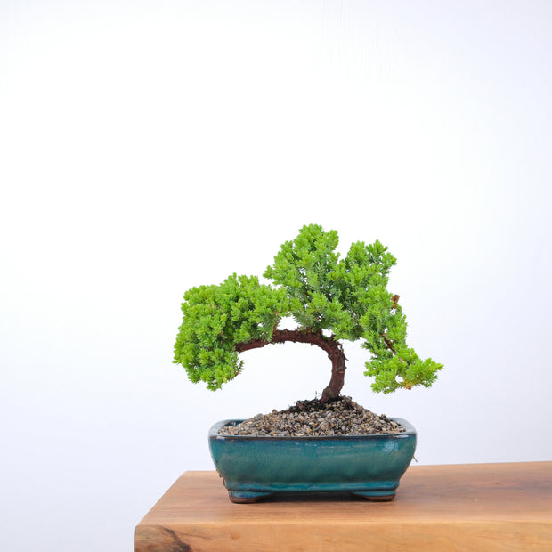 Japanese Juniper-Simply Bonsai-[Bonsai NZ]-[Buy bonsai NZ]-[Bonsai Tree NZ]-Simply Bonsai NZ
