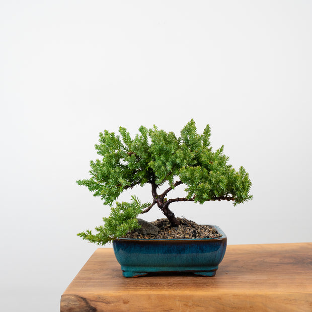 Japanese Juniper-Simply Bonsai-[Bonsai NZ]-[Buy bonsai NZ]-[Bonsai Tree NZ]-Simply Bonsai NZ