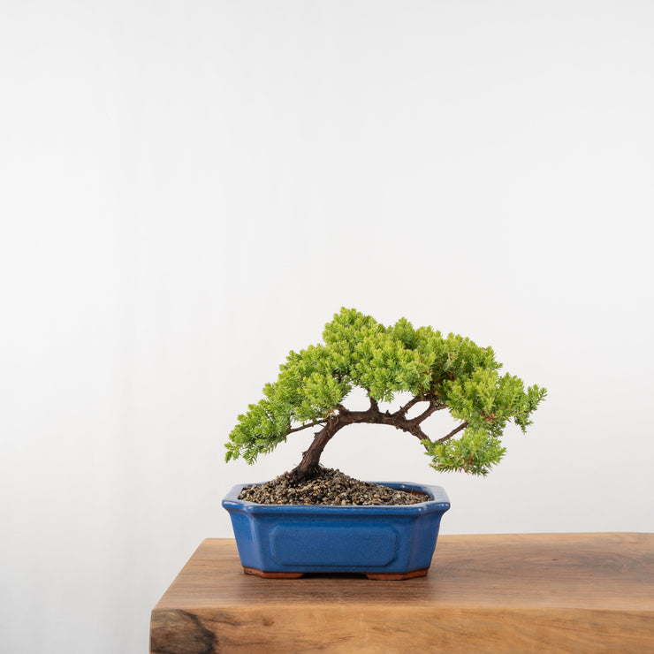 Japanese Juniper-Simply Bonsai-[Bonsai NZ]-[Buy bonsai NZ]-[Bonsai Tree NZ]-Simply Bonsai NZ