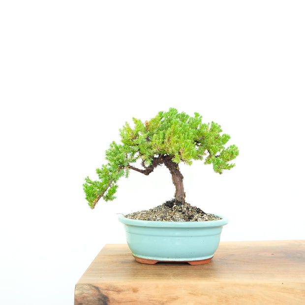 Japanese Juniper-Simply Bonsai-[Bonsai NZ]-[Buy bonsai NZ]-[Bonsai Tree NZ]-Simply Bonsai NZ