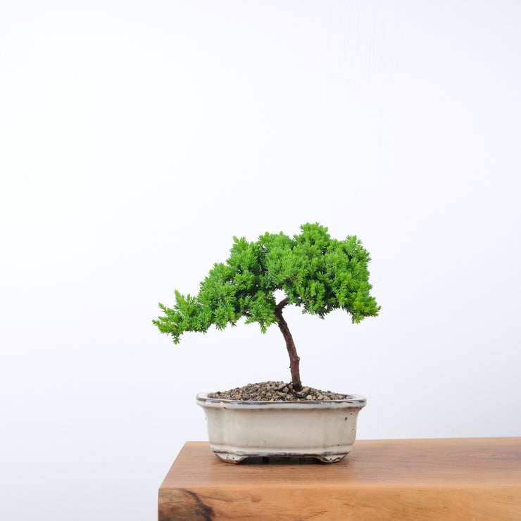 Japanese Juniper-Simply Bonsai-[Bonsai NZ]-[Buy bonsai NZ]-[Bonsai Tree NZ]-Simply Bonsai NZ