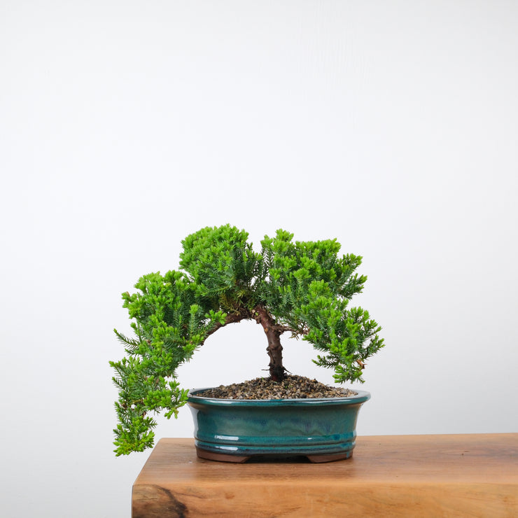 Japanese Juniper-Simply Bonsai-[Bonsai NZ]-[Buy bonsai NZ]-[Bonsai Tree NZ]-Simply Bonsai NZ