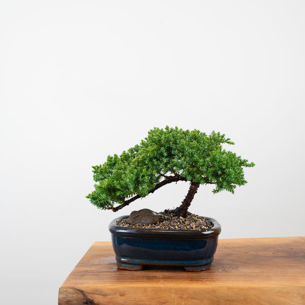 Japanese Juniper-Simply Bonsai-[Bonsai NZ]-[Buy bonsai NZ]-[Bonsai Tree NZ]-Simply Bonsai NZ