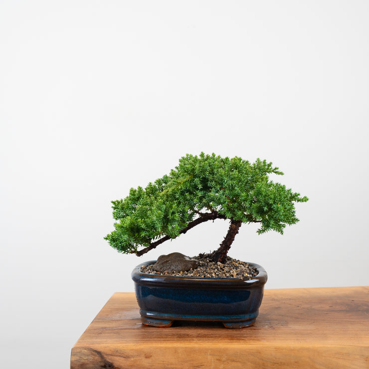 Japanese Juniper-Simply Bonsai-[Bonsai NZ]-[Buy bonsai NZ]-[Bonsai Tree NZ]-Simply Bonsai NZ