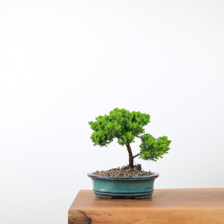 Japanese Juniper-Simply Bonsai-[Bonsai NZ]-[Buy bonsai NZ]-[Bonsai Tree NZ]-Simply Bonsai NZ
