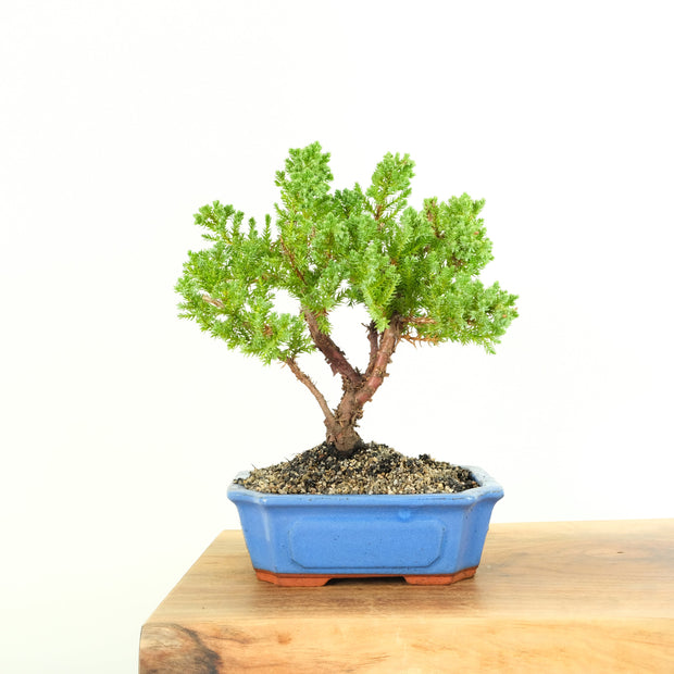 Japanese Juniper-Simply Bonsai-[Bonsai NZ]-[Buy bonsai NZ]-[Bonsai Tree NZ]-Simply Bonsai NZ