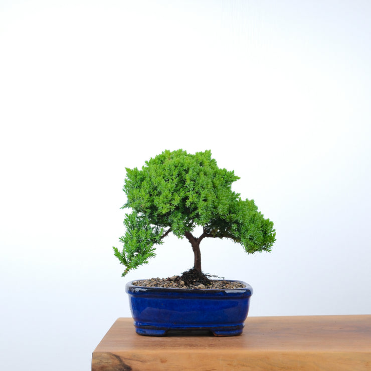 Japanese Juniper-Simply Bonsai-[Bonsai NZ]-[Buy bonsai NZ]-[Bonsai Tree NZ]-Simply Bonsai NZ
