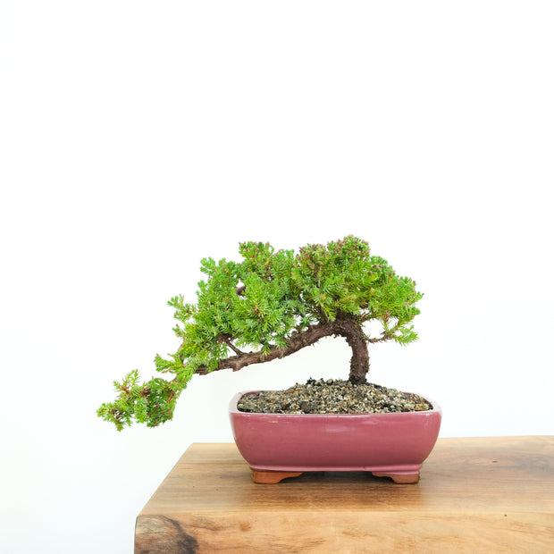 Japanese Juniper-Simply Bonsai-[Bonsai NZ]-[Buy bonsai NZ]-[Bonsai Tree NZ]-Simply Bonsai NZ