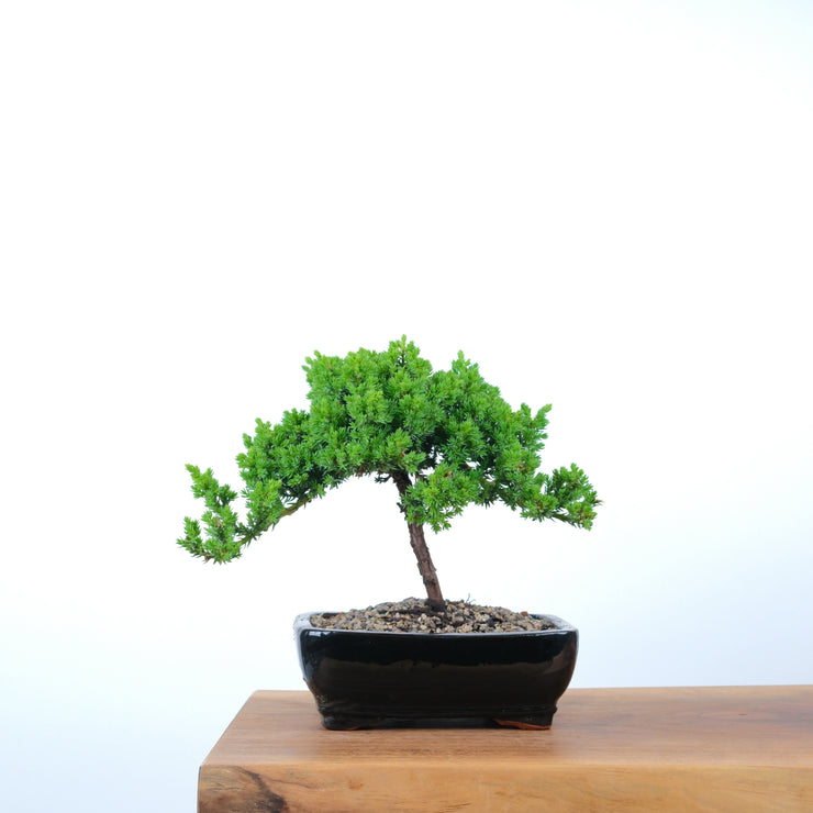 Japanese Juniper-Simply Bonsai-[Bonsai NZ]-[Buy bonsai NZ]-[Bonsai Tree NZ]-Simply Bonsai NZ
