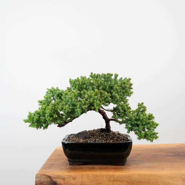 Japanese Juniper-Simply Bonsai-[Bonsai NZ]-[Buy bonsai NZ]-[Bonsai Tree NZ]-Simply Bonsai NZ