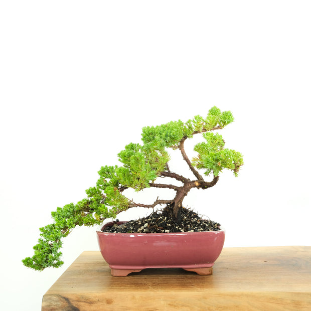 Japanese Juniper-Simply Bonsai-[Bonsai NZ]-[Buy bonsai NZ]-[Bonsai Tree NZ]-Simply Bonsai NZ