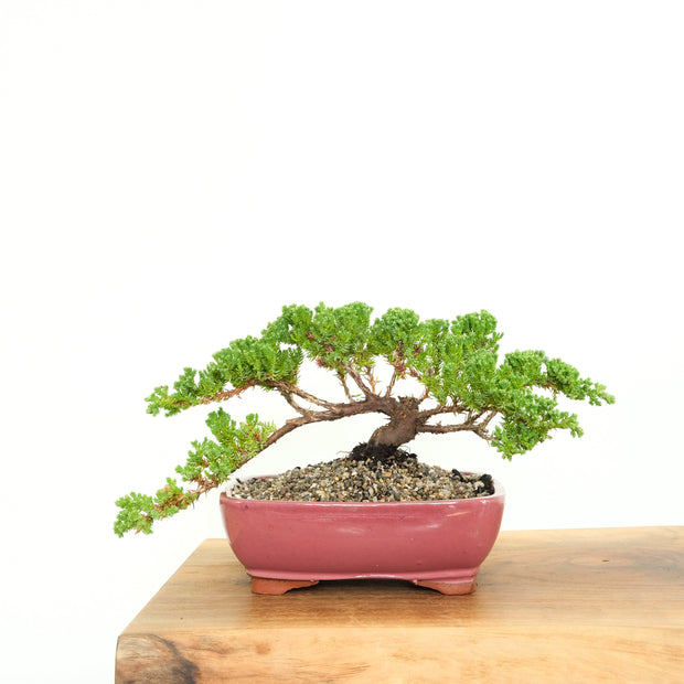 Japanese Juniper-Simply Bonsai-[Bonsai NZ]-[Buy bonsai NZ]-[Bonsai Tree NZ]-Simply Bonsai NZ