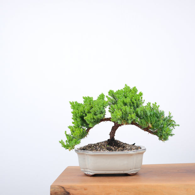 Japanese Juniper-Simply Bonsai-[Bonsai NZ]-[Buy bonsai NZ]-[Bonsai Tree NZ]-Simply Bonsai NZ