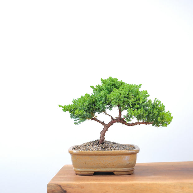 Japanese Juniper-Simply Bonsai-[Bonsai NZ]-[Buy bonsai NZ]-[Bonsai Tree NZ]-Simply Bonsai NZ