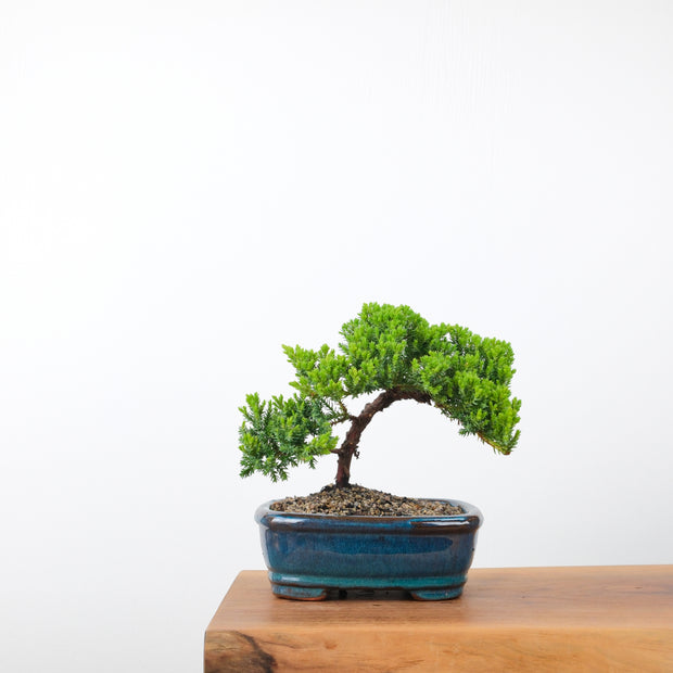 Japanese Juniper-Simply Bonsai-[Bonsai NZ]-[Buy bonsai NZ]-[Bonsai Tree NZ]-Simply Bonsai NZ