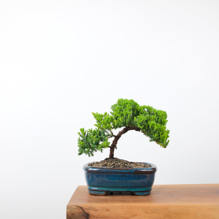 Japanese Juniper-Simply Bonsai-[Bonsai NZ]-[Buy bonsai NZ]-[Bonsai Tree NZ]-Simply Bonsai NZ