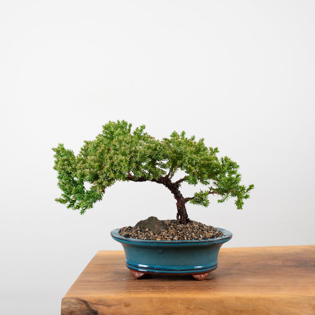 Japanese Juniper-Simply Bonsai-[Bonsai NZ]-[Buy bonsai NZ]-[Bonsai Tree NZ]-Simply Bonsai NZ