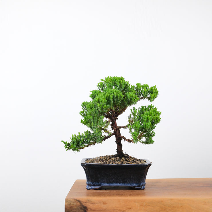 Japanese Juniper-Simply Bonsai-[Bonsai NZ]-[Buy bonsai NZ]-[Bonsai Tree NZ]-Simply Bonsai NZ