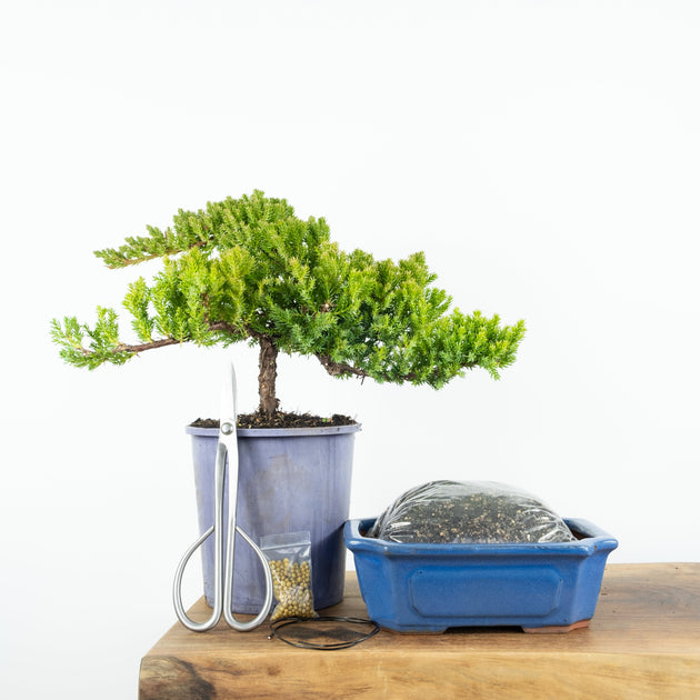 Bonsai Tree Starter Kit NZ Simply Bonsai NZ