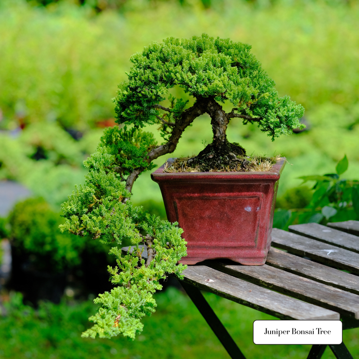 Japanese Bonsai Tree Starter Kit NZ – Simply Bonsai