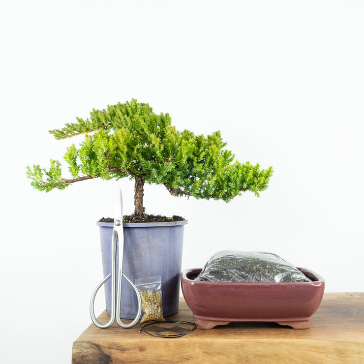 Japanese Juniper-Simply Bonsai NZ-[Bonsai NZ]-[Buy bonsai NZ]-[Bonsai Tree NZ]-Simply Bonsai NZ