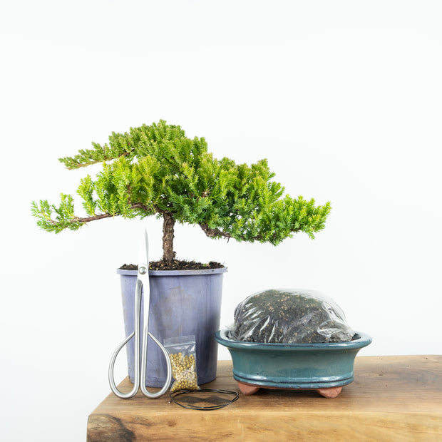 Japanese Juniper-Simply Bonsai NZ-[Bonsai NZ]-[Buy bonsai NZ]-[Bonsai Tree NZ]-Simply Bonsai NZ