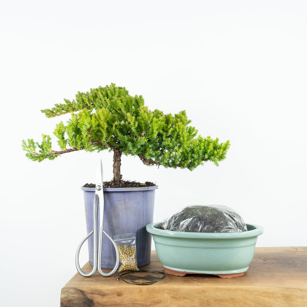 Japanese Juniper-Simply Bonsai NZ-[Bonsai NZ]-[Buy bonsai NZ]-[Bonsai Tree NZ]-Simply Bonsai NZ