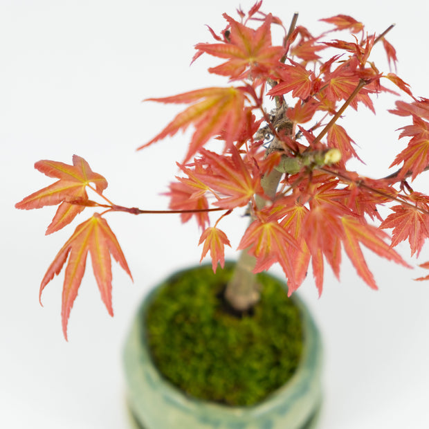 Japanese Maple № 1-Simply Bonsai-[Bonsai NZ]-[Buy bonsai NZ]-[Bonsai Tree NZ]-Simply Bonsai NZ