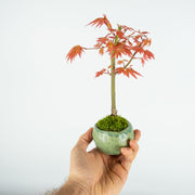 Japanese Maple № 1-Simply Bonsai-[Bonsai NZ]-[Buy bonsai NZ]-[Bonsai Tree NZ]-Simply Bonsai NZ