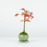 Japanese Maple № 1-Simply Bonsai-[Bonsai NZ]-[Buy bonsai NZ]-[Bonsai Tree NZ]-Simply Bonsai NZ