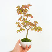 Japanese Maple № 3-Simply Bonsai-[Bonsai NZ]-[Buy bonsai NZ]-[Bonsai Tree NZ]-Simply Bonsai NZ