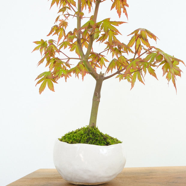 Japanese Maple № 3-Simply Bonsai-[Bonsai NZ]-[Buy bonsai NZ]-[Bonsai Tree NZ]-Simply Bonsai NZ