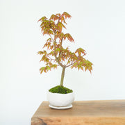 Japanese Maple № 3-Simply Bonsai-[Bonsai NZ]-[Buy bonsai NZ]-[Bonsai Tree NZ]-Simply Bonsai NZ