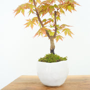 Japanese Maple № 5-Simply Bonsai-[Bonsai NZ]-[Buy bonsai NZ]-[Bonsai Tree NZ]-Simply Bonsai NZ